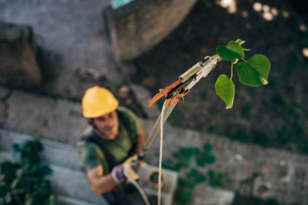 Best Stump Grinding and Removal  in North Bend, WA