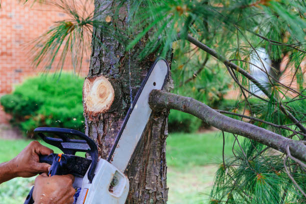 Professional Tree Removal in North Bend, WA